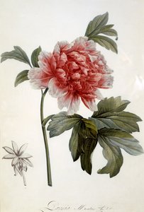 Paeonia Moutan、1799年発行（色の点描彫刻） 作： Dutch School